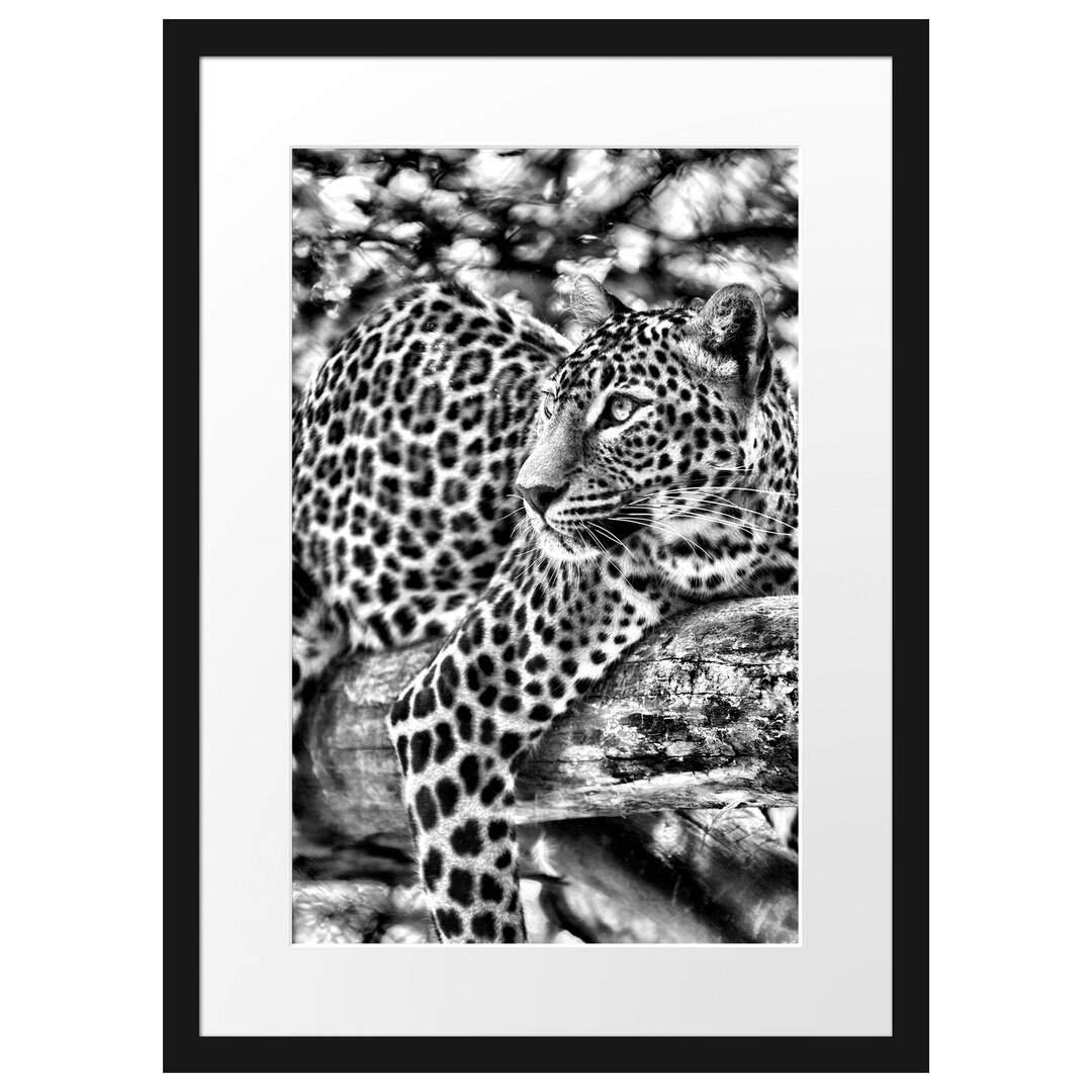 Gerahmtes Poster Leopard auf Ast