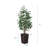 Adcock UV Protected Artificial Ficus Tree with Decorative Base, Faux Ficus Plant with Natural Trunk-1914722520-1914722527