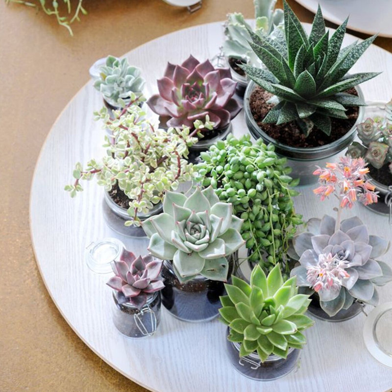 The Next Gardener Live Succulent Plant in Planter