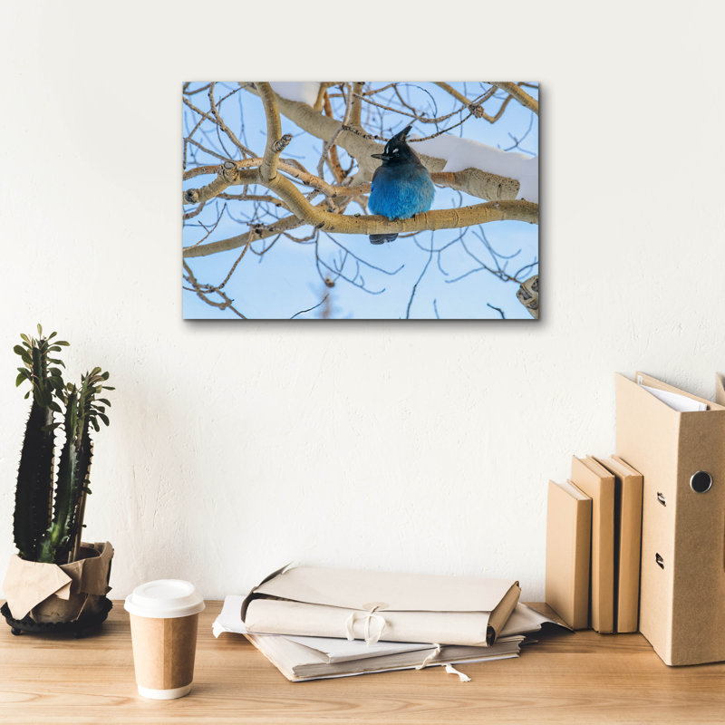 «Steller Jay In Winter» par Rick Berk, art mural sur toile, H 12 po x l 18 po