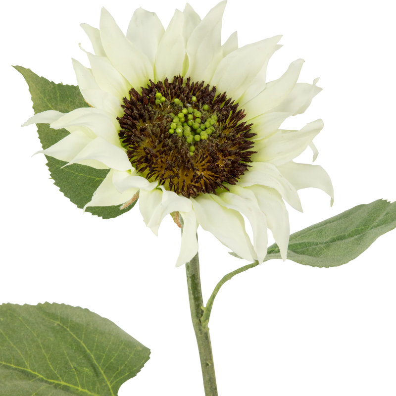 Sprays de tournesol