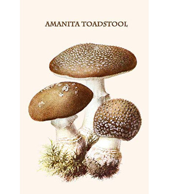 "amanita toadstool" par edmund michael-impression d’art graphique