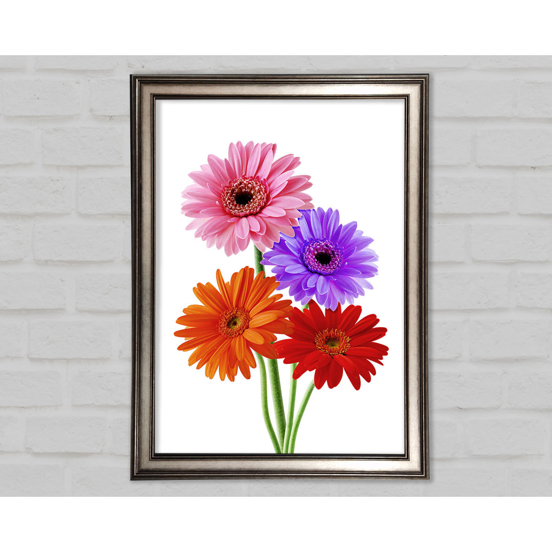 Gerbera Colours - Einzelner Bilderrahmen Kunstdrucke