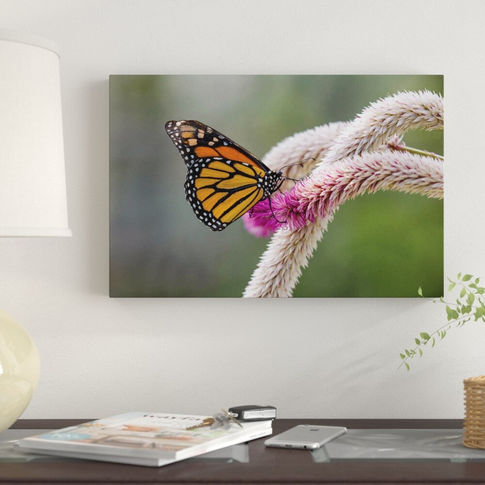 Monarch Butterfly (Danaus plexippus) Dimensions & Drawings