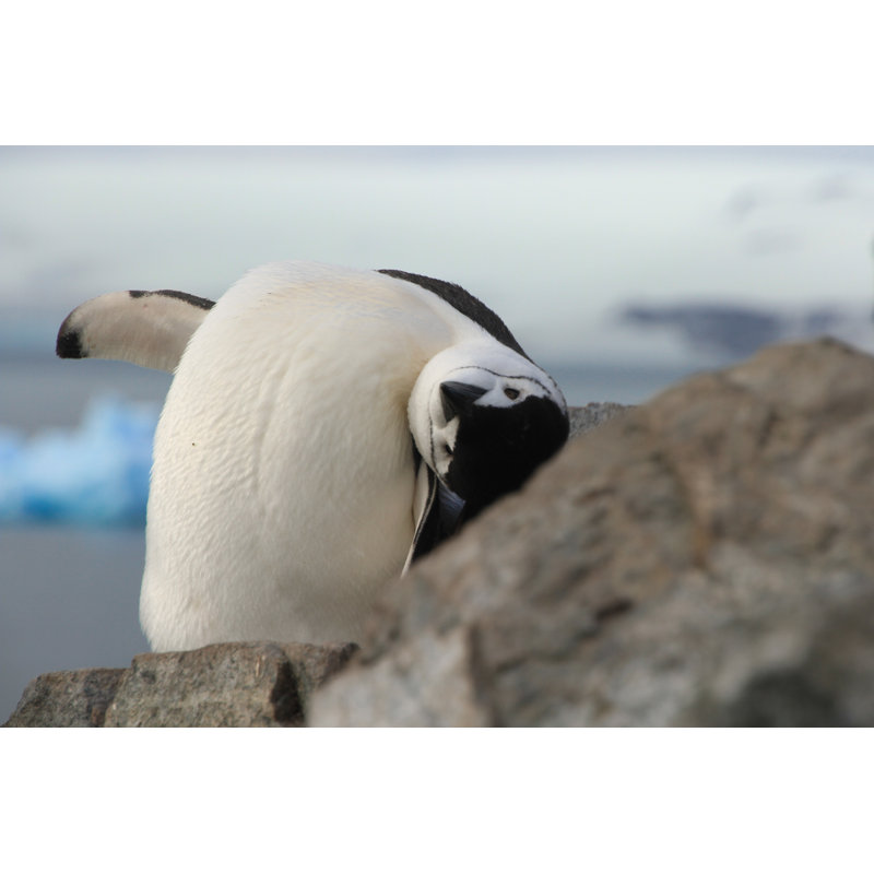 Cute Closeup Of Chinstrap Penguin (Pygoscelis Antarctica) by Flyingrussian - Wrapped Canvas Print, 30cm H x 46cm W x 3.8cm D