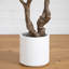 Artificial Grand Olive Tree in White Decorative Planter-2045042790