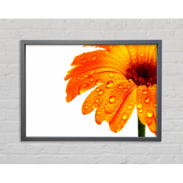 Bright Star Stunning Fire Glow Petals - Single Picture Frame Art Prints ...