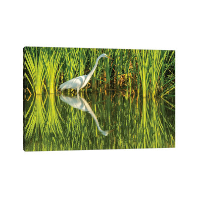 USA, Louisiana, Lake Martin. Sunrise Great Egret Hunting In Reeds. by Jaynes Gallery - Wrapped Canvas Print