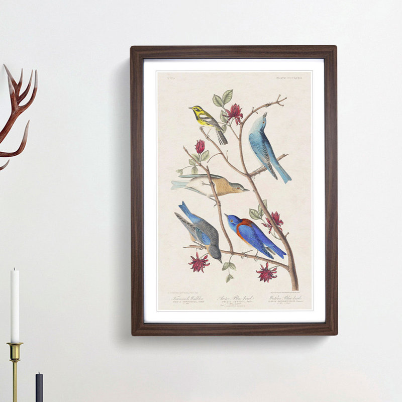 Warbler Bird & Blue-Birds by John Audubon - Picture Frame Painting Print, Walnut Framed, 48cm H x 36cm W x 2cm D