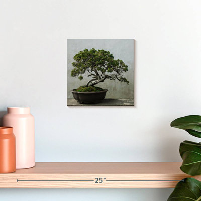 Harnek Pine Tree Bonsai