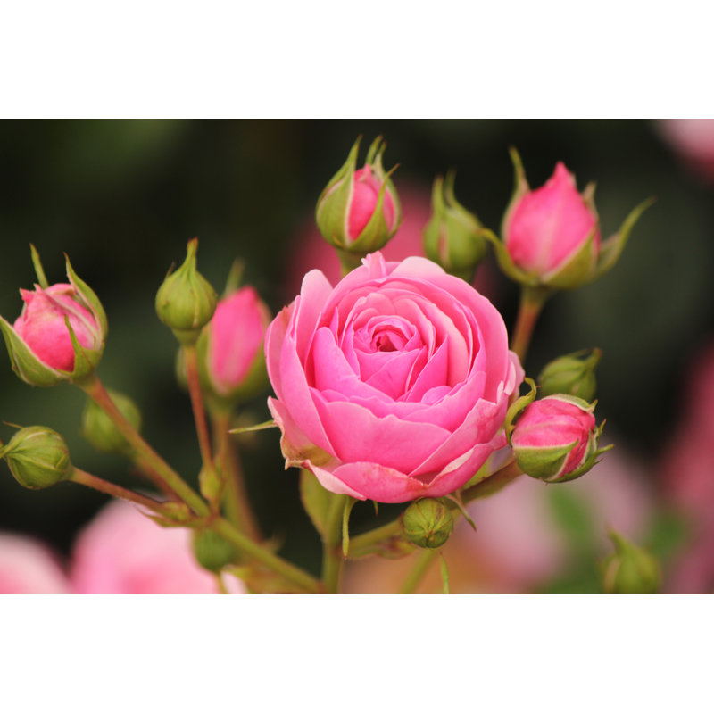 «Pink Pomponella Dark - Rose sur toile» par Mtigrek, photographie, H 8 po x l 12 po x P 1,25 po