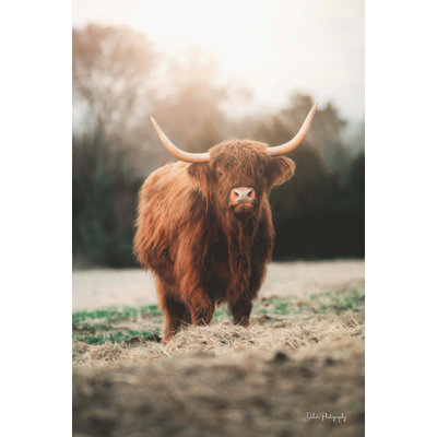 Portrait d'une vache Idora par Dakota Diener