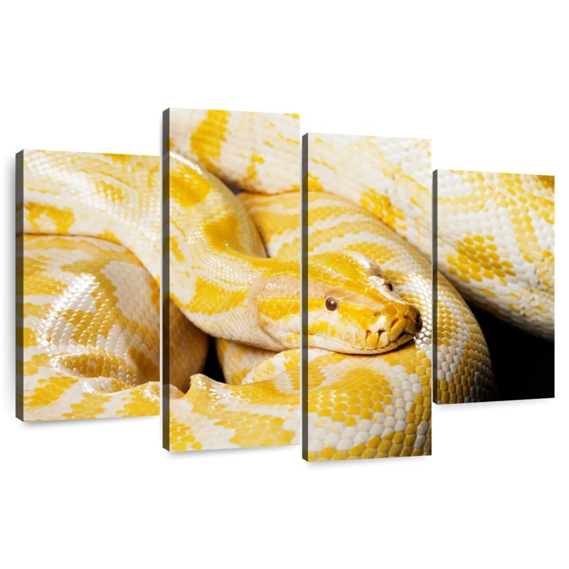 Albino Burmese Python, 27" H x 43" W