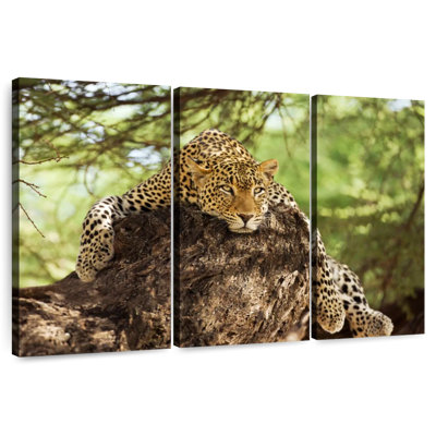 Leopard Taking It Easy In Kenya I