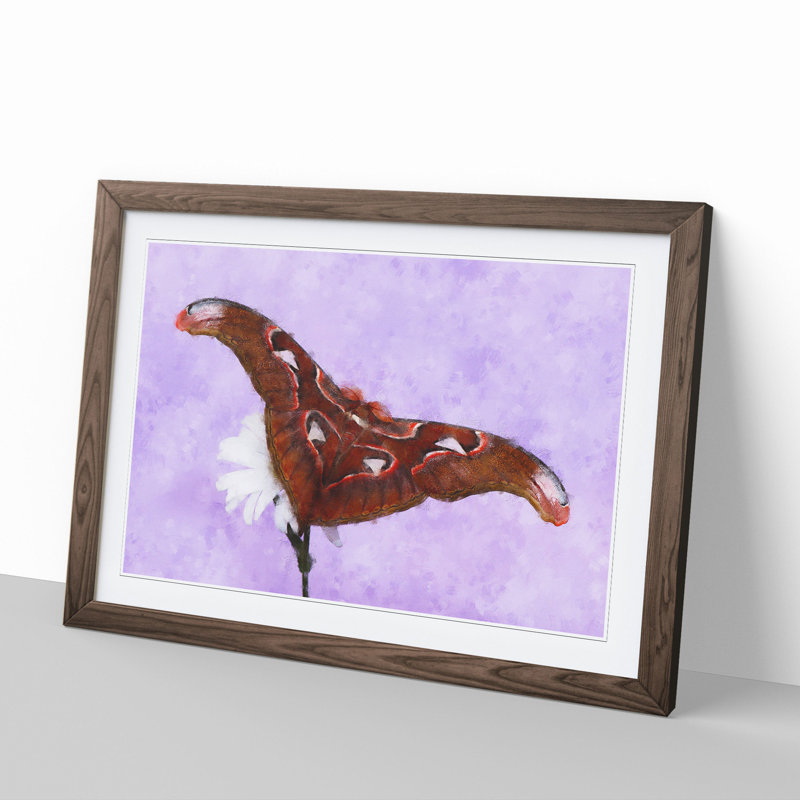 Moth on a White Flower - Framed Print, Walnut Framed, 36cm H x 48cm W x 2cm D