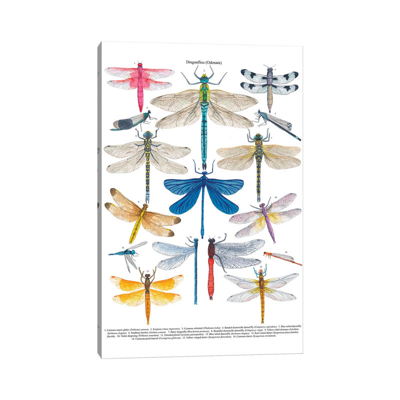 Dragonflies by Michelle Campbell - Print on Canvas, Wrapped Canvas, 20.32 cm H x 30.48 cm W