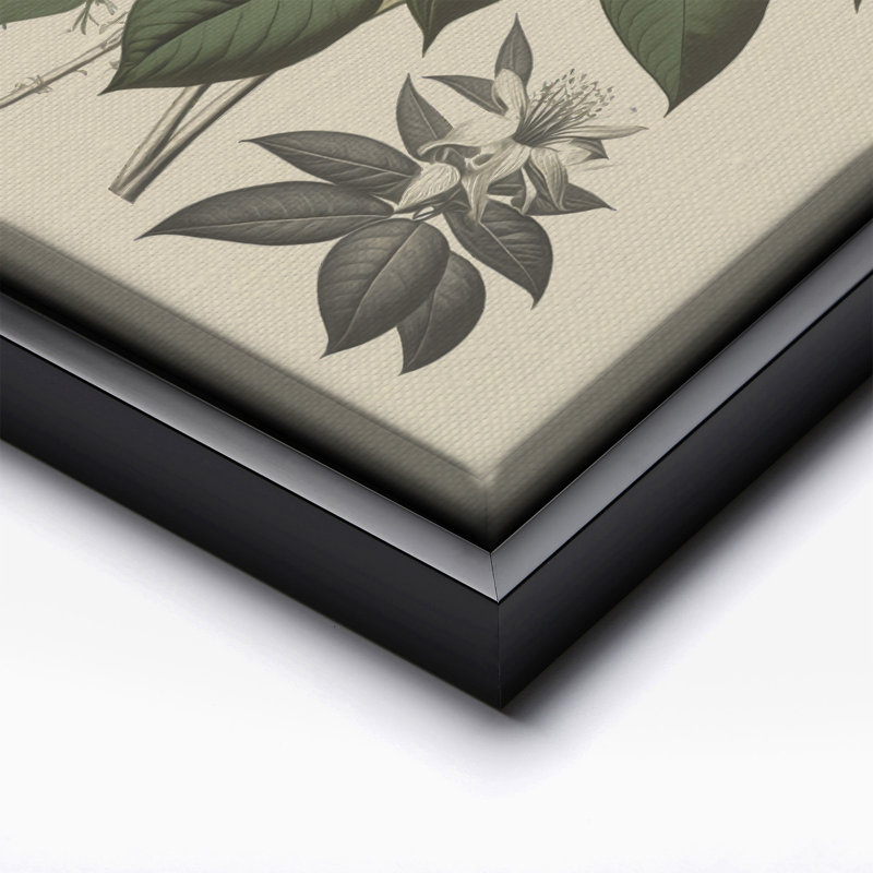 Blanc jasmin, Cadre noir, Canevas, H 16 po x l 20 po