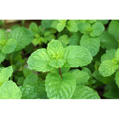 " Mint Leaves "