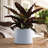 Modern Plastic Indoor/Outdoor Round Planter with Saucer-580336424-548381732