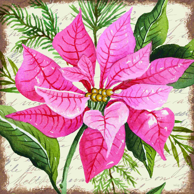 Rose, poinsettia botanique, H 36 po x l 36 po