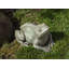 Woodland Frog Statue-15024054