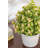 Baby's Breath In Pot-1697088367-1697088366