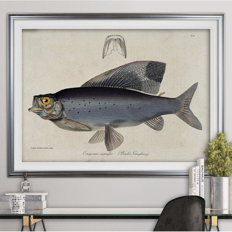 « rétro fish study i », impression, H 28 po x l 38 po x P 1,5 po, Cadre argenté
