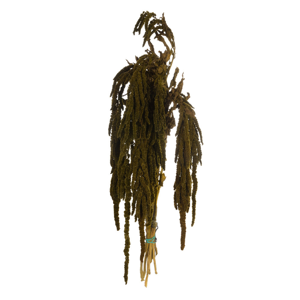 Preserved Amaranthus Stems, Light Green