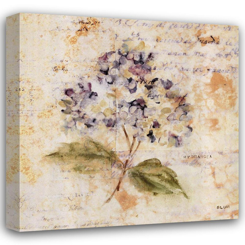 Hortensia blanc délavé, H 20 po x l 20 po