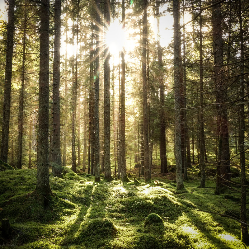 Coniferous Forest - Wrapped Canvas Print, 91cm H x 91cm W x 3.8cm D