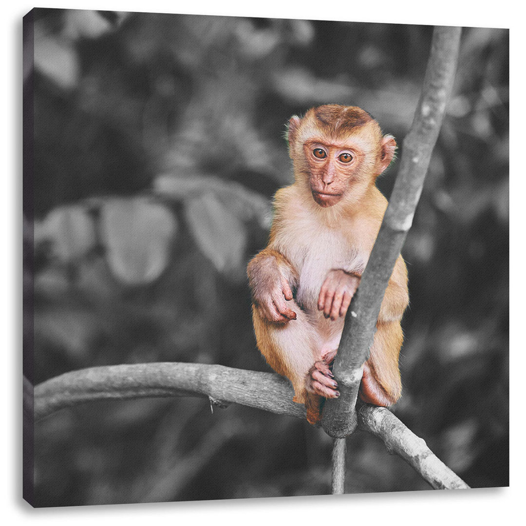 Leinwandbild Little Monkey Sits on Branch