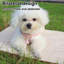 Harnais et laisse pour chien rose S-118161259-118161256