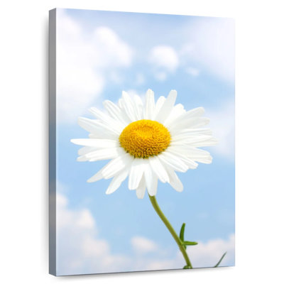 Marguerite blanche Harnek contre ciel nuageux