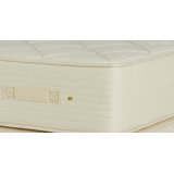 Premier Natural 11.5'' Plush Latex Mattress and Box Spring Set