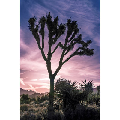 Vue de Joshua Tree VII
