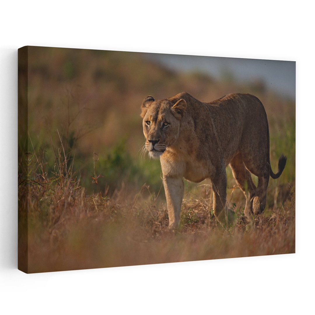 Majestic Lioness Walk Serene Contemporary Cat Lion Nature Wildlife Wall Art Print