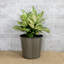 Paquet de 2 pots de fleurs décoratifs en osier pour l'intérieur et l'extérieur - rond