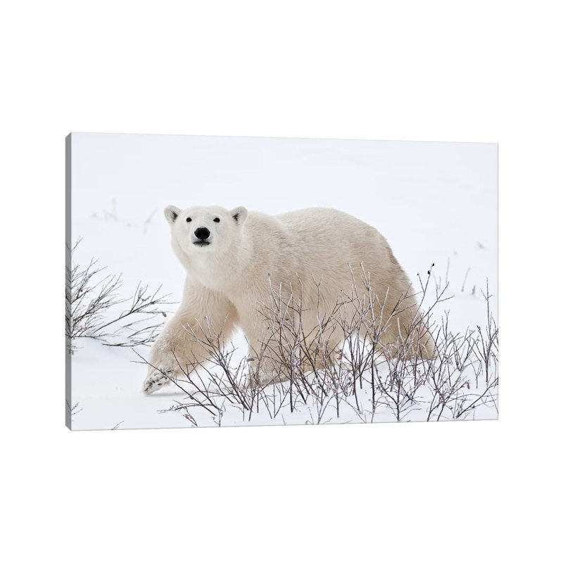 Canada, Manitoba, Churchill. Polar Bear On Frozen Tundra by Jaynes Gallery - Wrapped Canvas Print