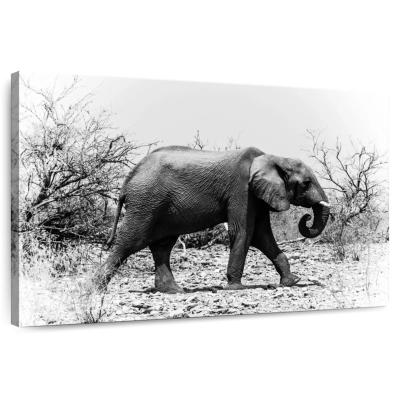 Éléphant d'Afrique Brampt au Botswana, H 8 po x l 12 po