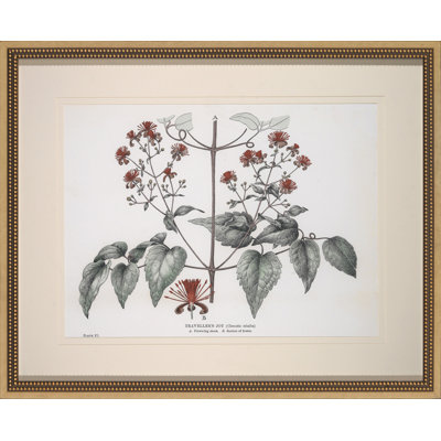 Traveller's Joy Print