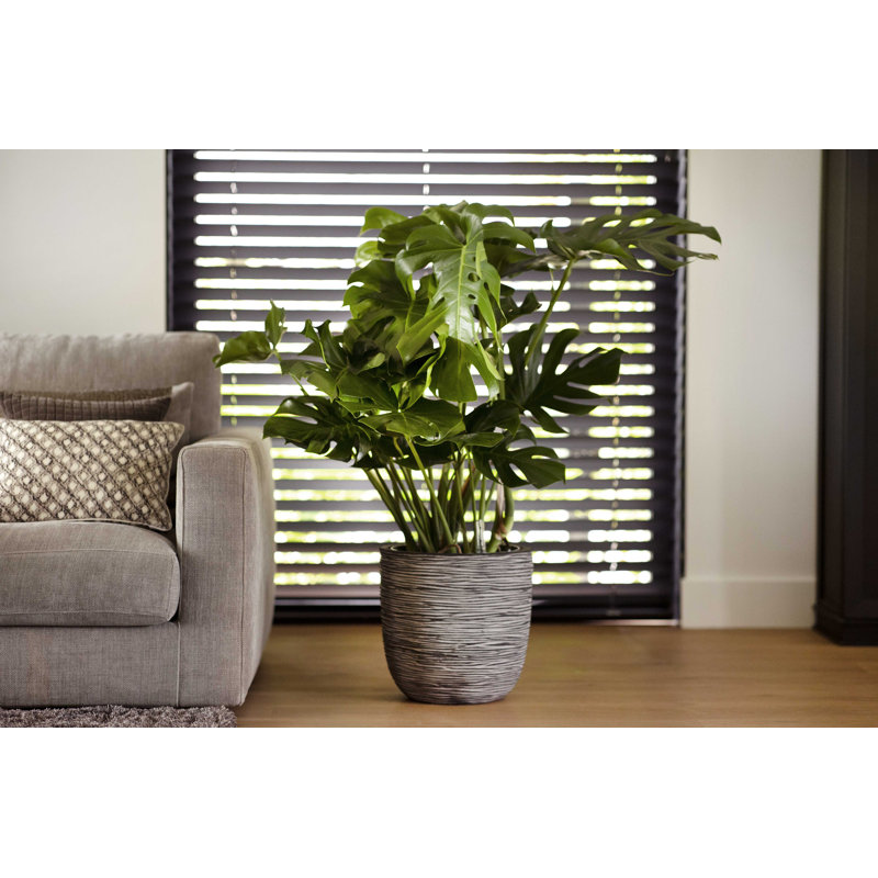 Pot Planter, 41cm H x 43cm W x 41cm D, Ivory