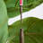 72'' Faux Rubber Tree Tree in Planter