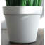 Pack Of 6 X Artificial Potted Foliage Plants 22cm Faux Ficus Plant in Planter