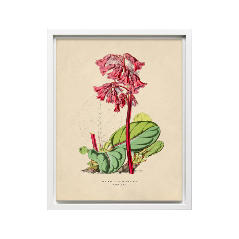 Fleurs des serres - Bergenia Purpurascens, Canvas, White Framed, 16"H x 20"W