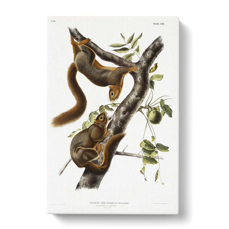 Orange-bellied Squirrels by J.W. Audubon - Wrapped Canvas Painting, 60cm H x 40cm W x 3cm D