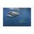 Whale Shark Group Whale Shark Troop Print Animal Wall Art-148259589