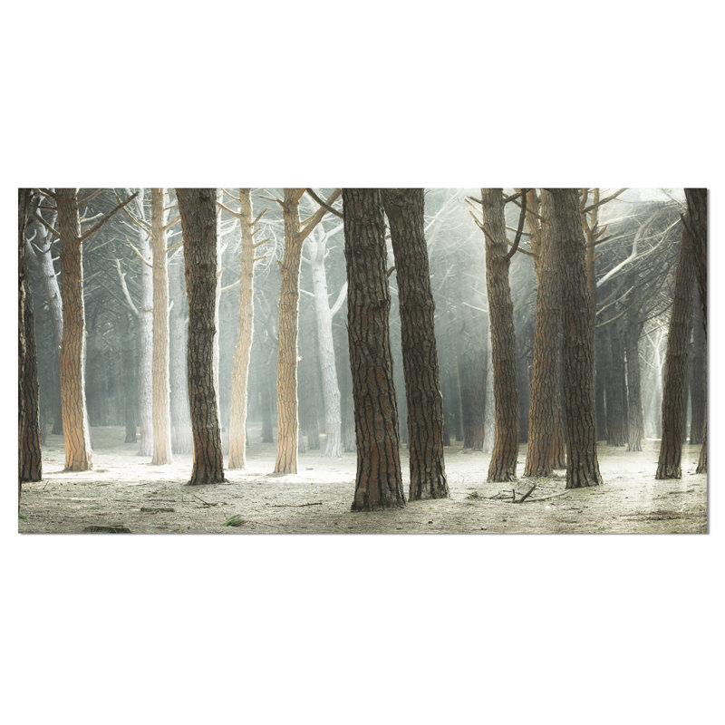 Design Art Maritime Pine Tree Forest with Rays Photographic Print on Wrapped Canvas