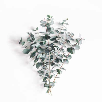 Time Eucalyptus Leaves - Wrapped Canvas Print