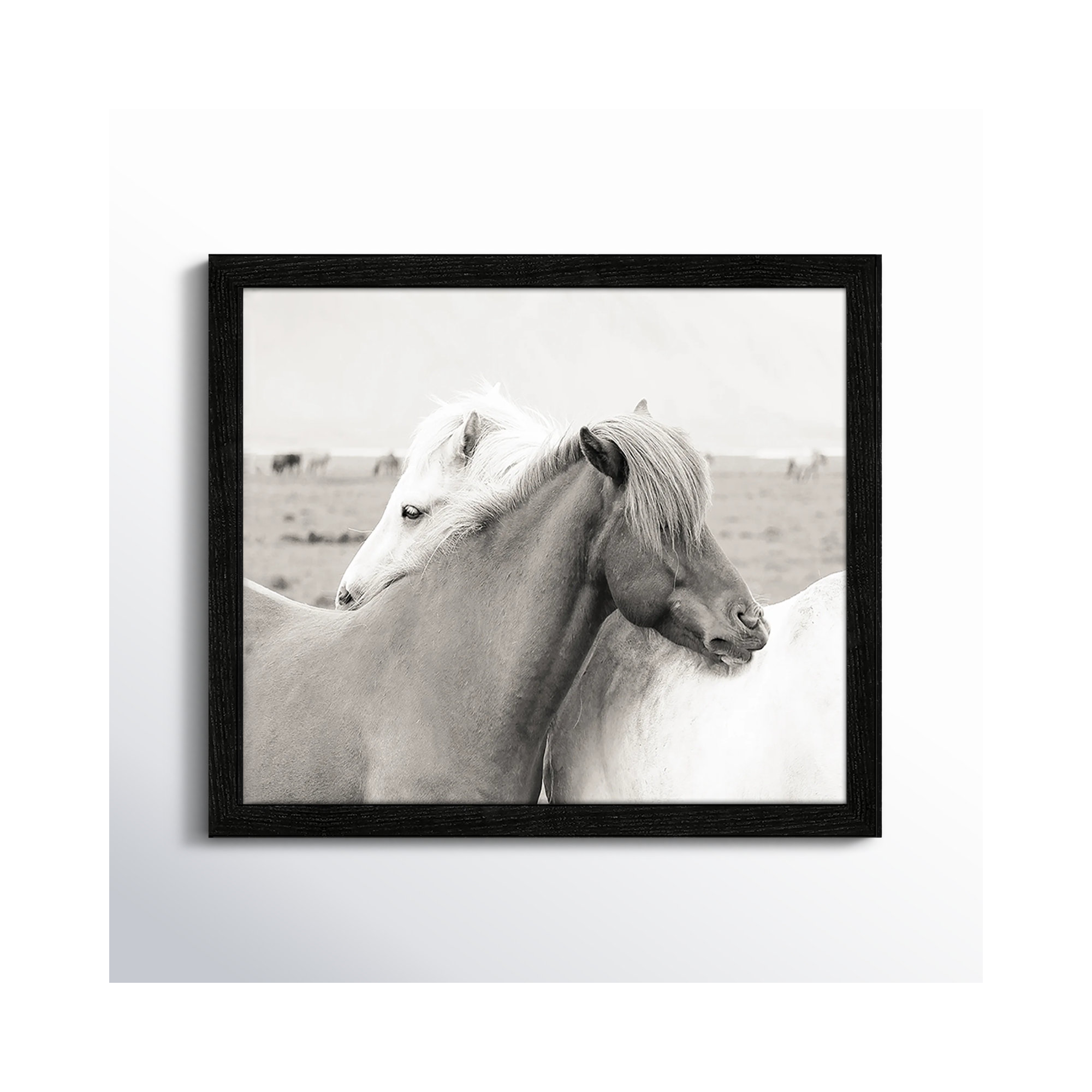 Icelandic Meadow Horses by Danita Delimont - Picture Frame Photograph on Paper, Black Wood Grain Framed