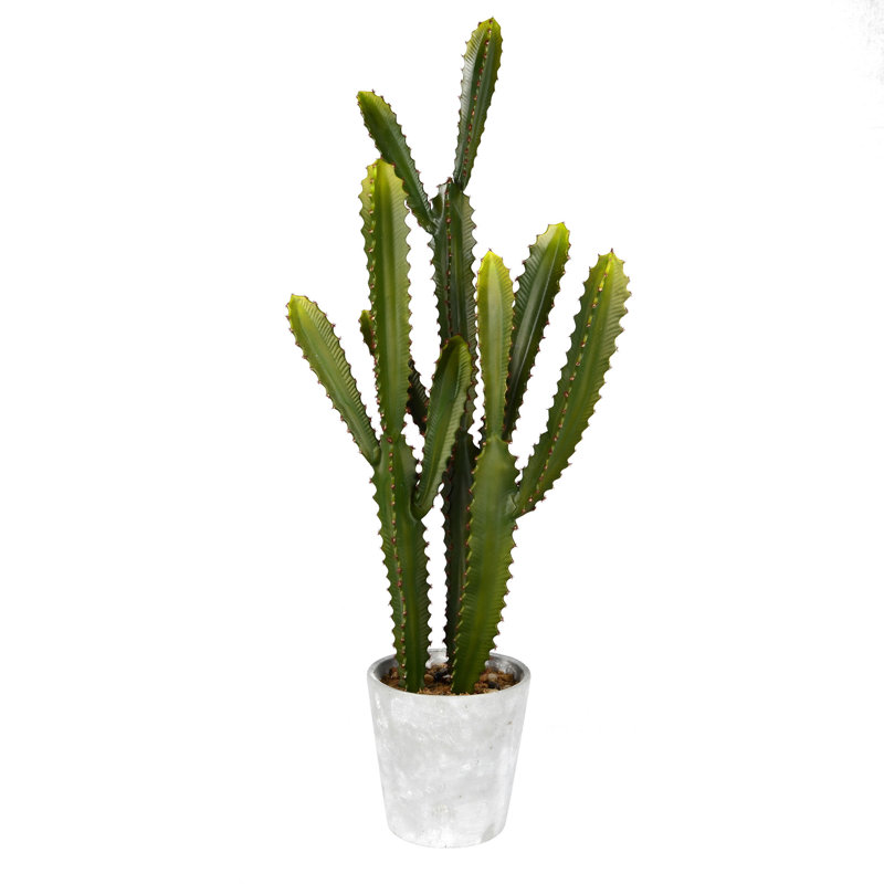 Cactus succulent en pot
